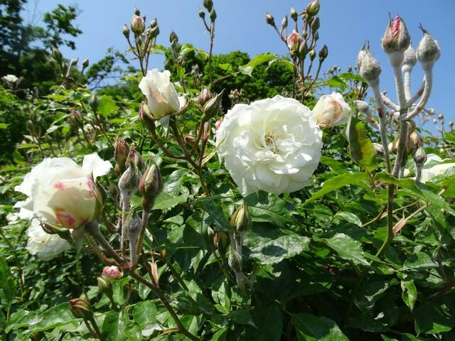 Rosenblüte Volksgarten Wien