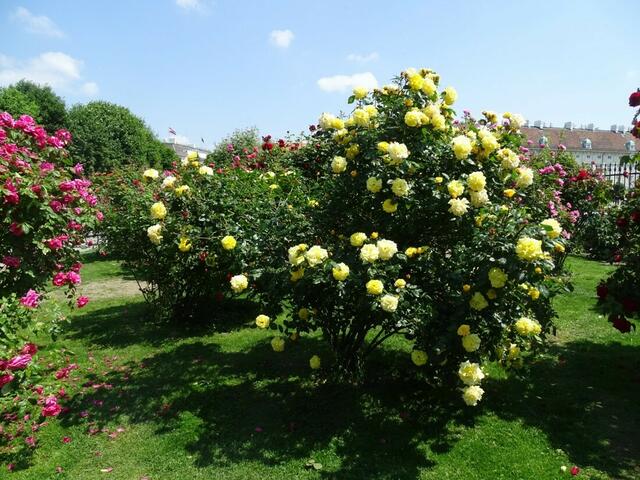 Rosenblüte Volksgarten Wien