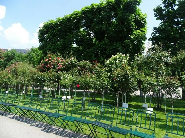 Rosenblüte Volksgarten Wien