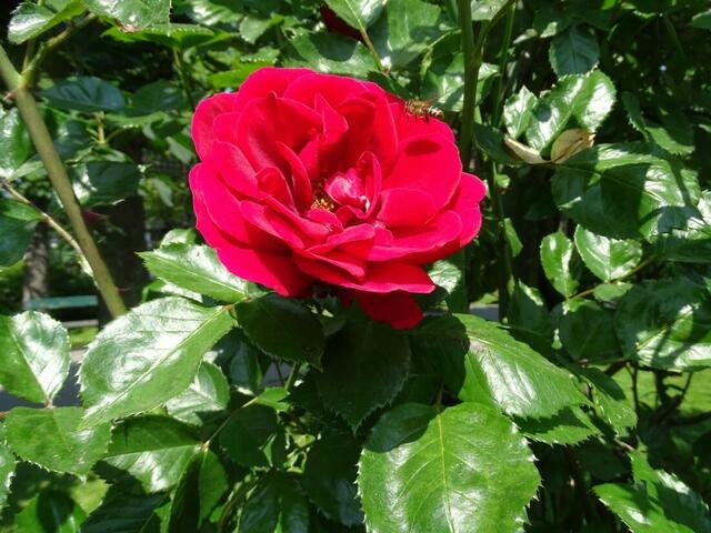 Rosenblüte Volksgarten Wien