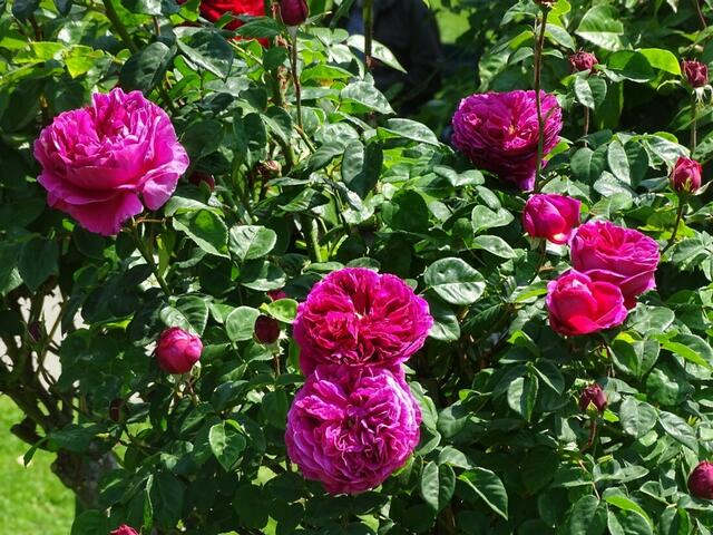Rosenblüte Volksgarten Wien