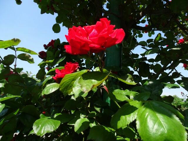 Rosenblüte Volksgarten Wien