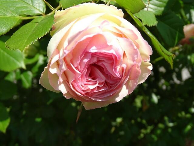 Rosenblüte Volksgarten Wien