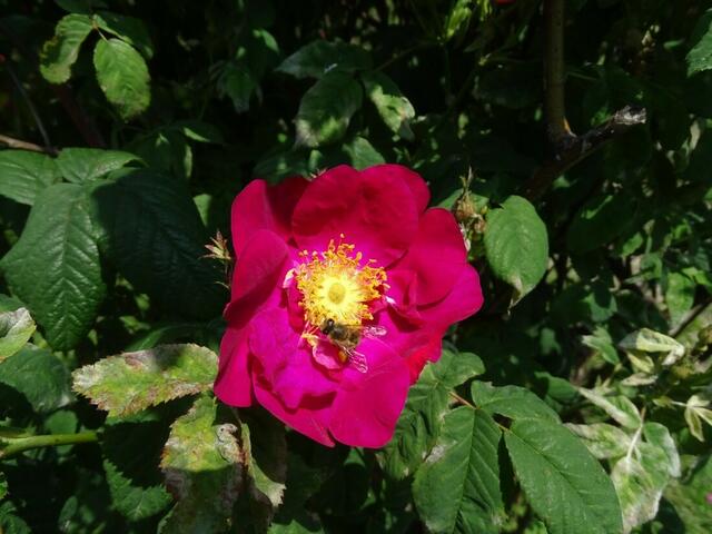 Rosenblüte Volksgarten Wien