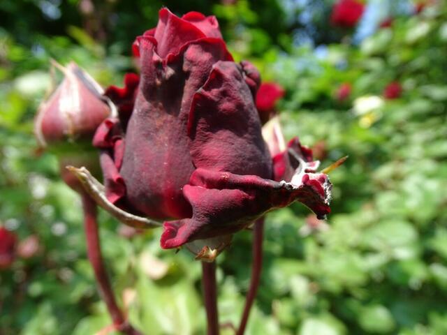 Rosenblüte Volksgarten Wien