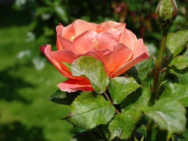 Rosenblüte Volksgarten Wien