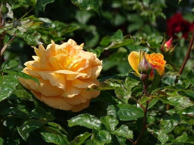 Rosenblüte Volksgarten Wien