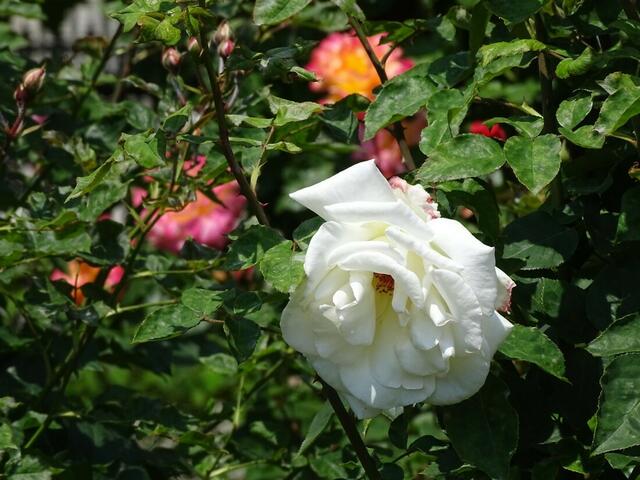 Rosenblüte Volksgarten Wien