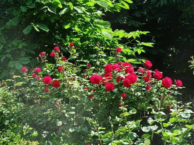 Rosenblüte Volksgarten Wien