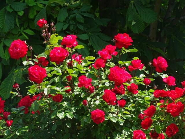 Rosenblüte Volksgarten Wien