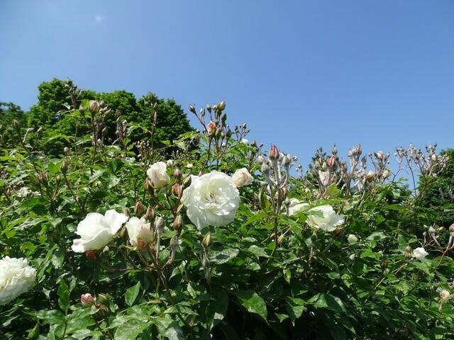 Rosenblüte Volksgarten Wien