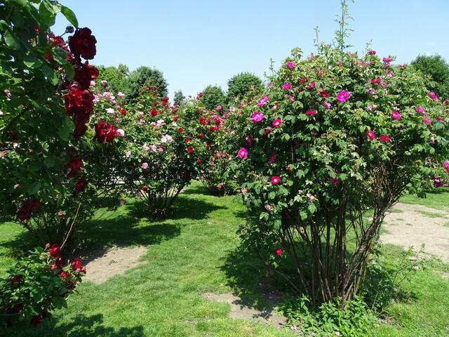 Rosenblüte Volksgarten Wien