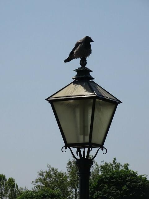 Der "Rosengarten-Adler" :-)