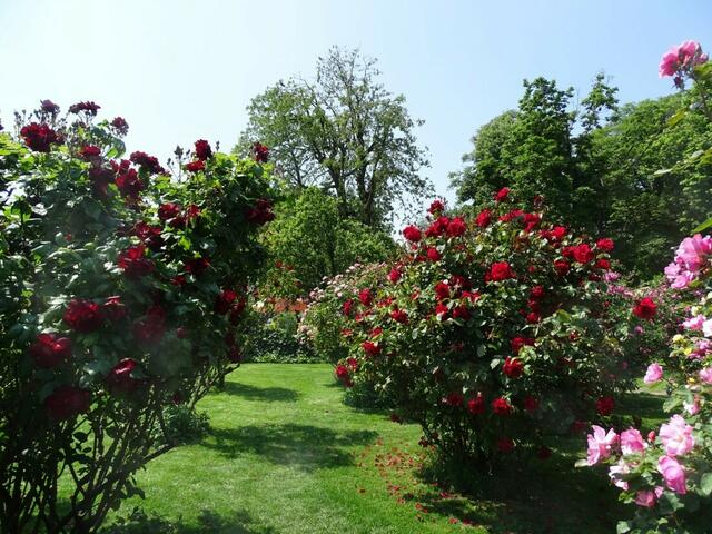 Rosenblüte Volksgarten Wien