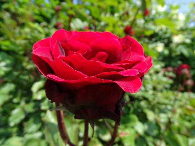 Rosenblüte Volksgarten Wien