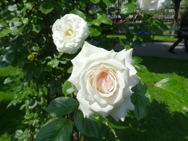 Rosenblüte Volksgarten Wien
