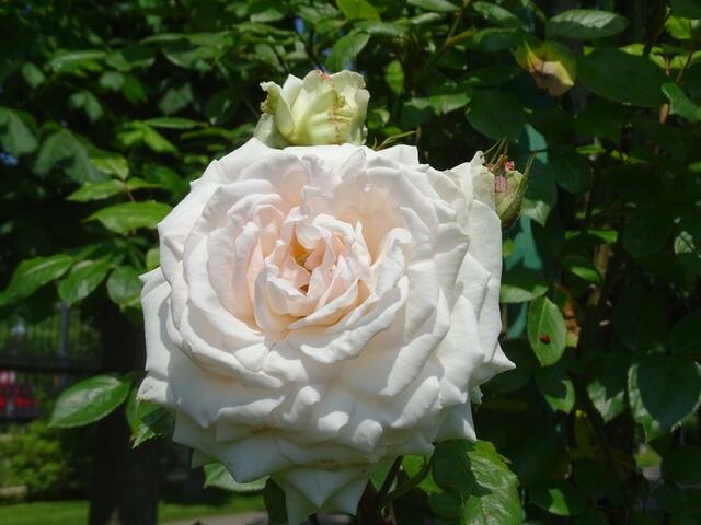 Rosenblüte Volksgarten Wien