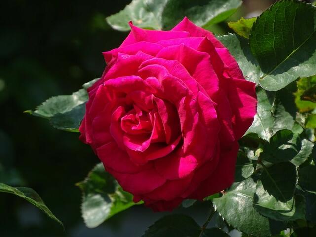Rosenblüte Volksgarten Wien