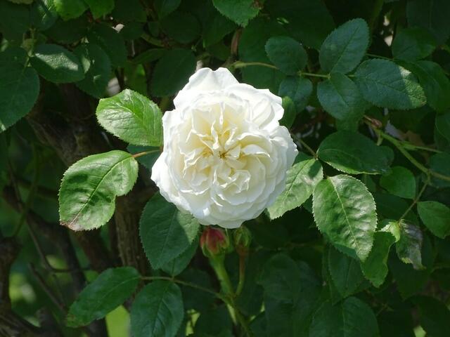 Rosenblüte Volksgarten Wien