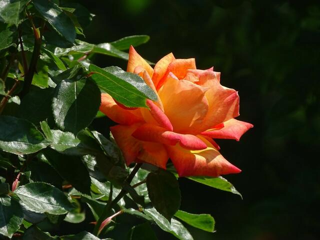 Rosenblüte Volksgarten Wien