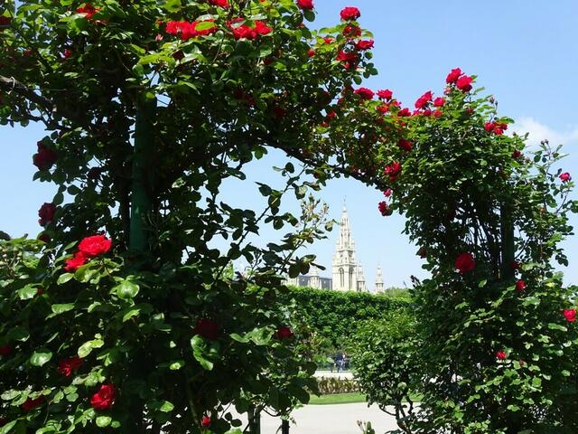 Rosenblüte Volksgarten Wien