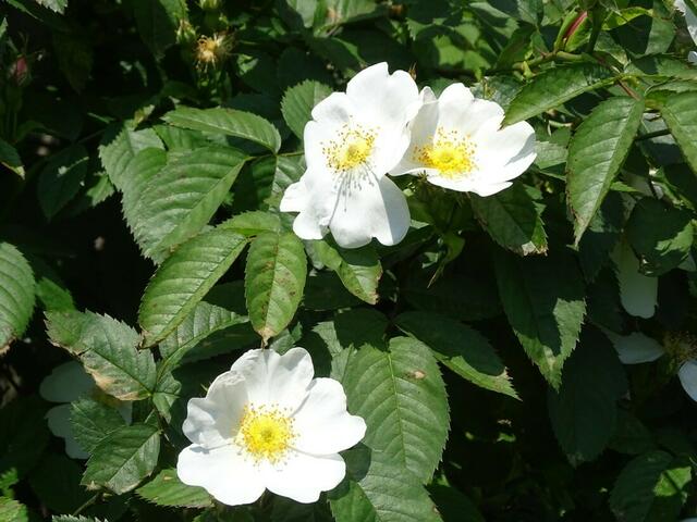 Rosenblüte Volksgarten Wien