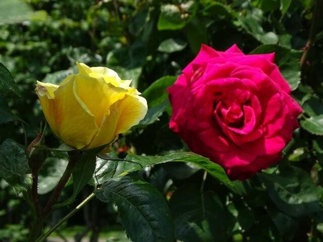 Rosenblüte Volksgarten Wien