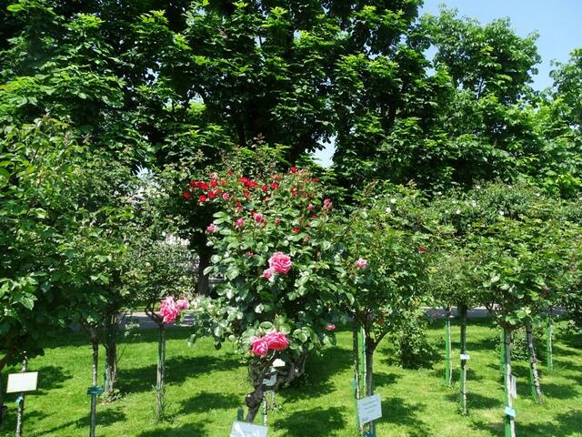 Rosenblüte Volksgarten Wien