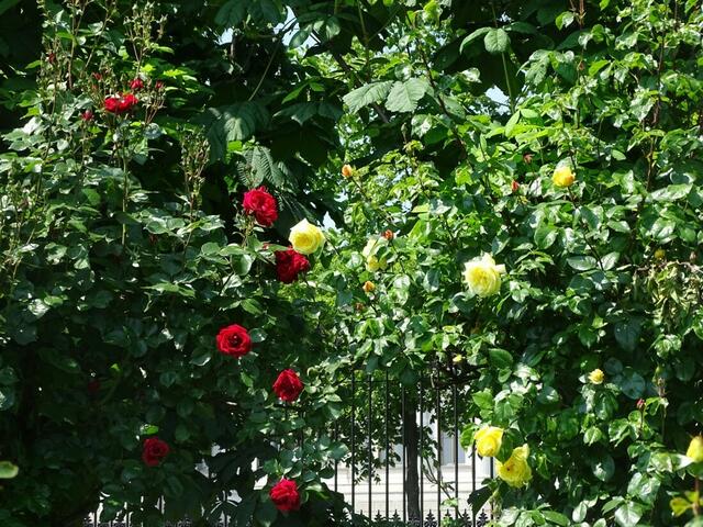 Rosenblüte Volksgarten Wien