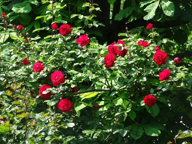 Rosenblüte Volksgarten Wien