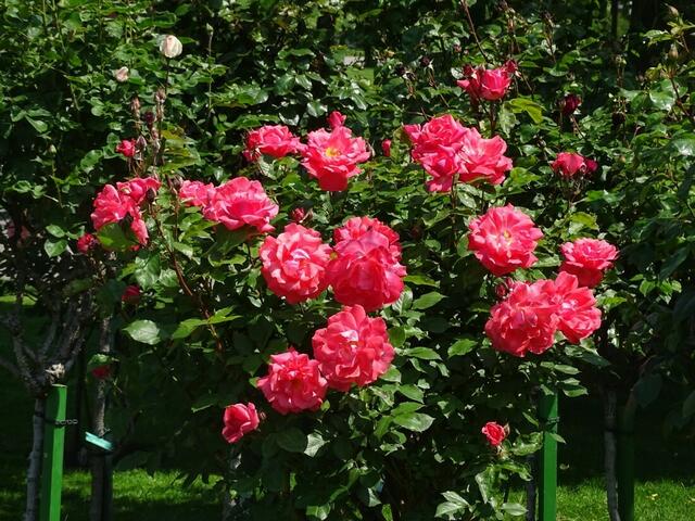 Rosenblüte Volksgarten Wien