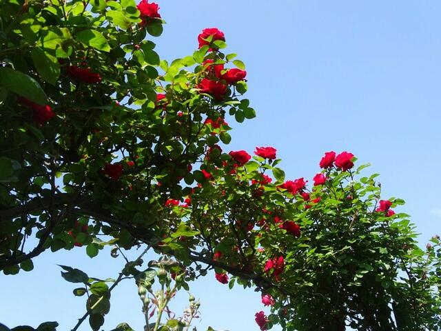 Rosenblüte Volksgarten Wien