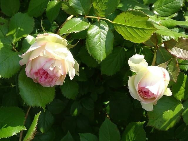 Rosenblüte Volksgarten Wien