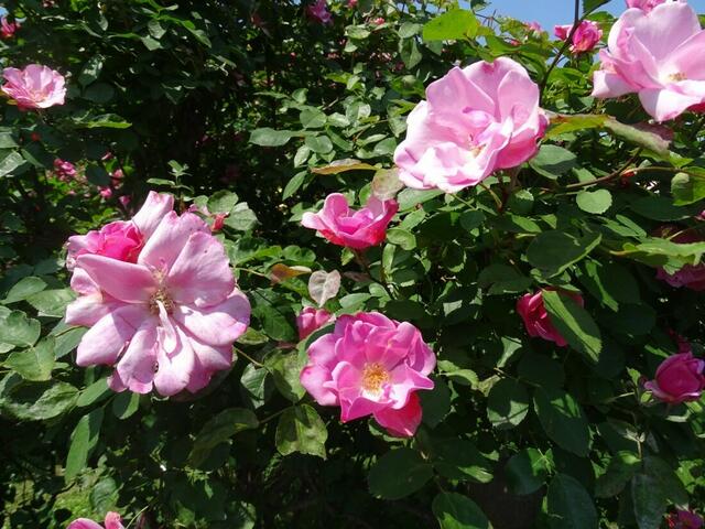 Rosenblüte Volksgarten Wien