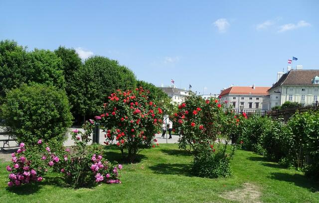 Rosenblüte Volksgarten Wien