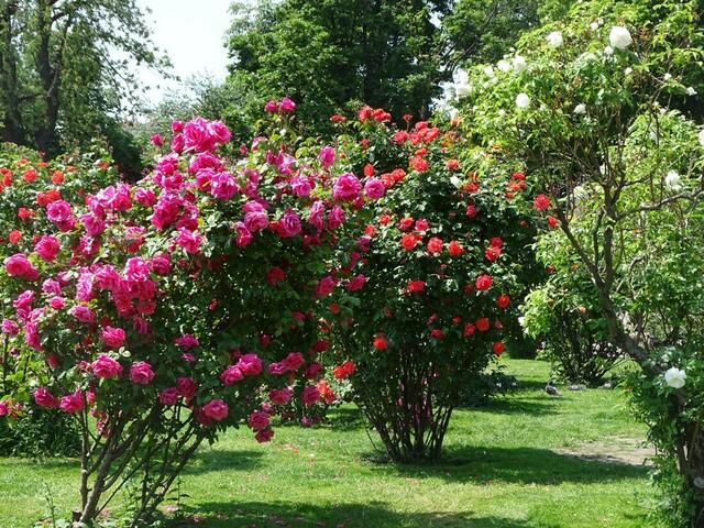 Rosenblüte Volksgarten Wien