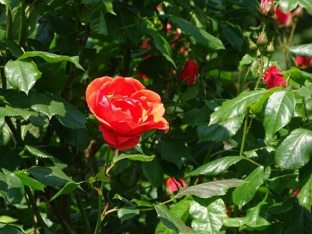 Rosenblüte Volksgarten Wien