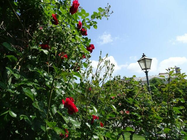 Rosenblüte Volksgarten Wien
