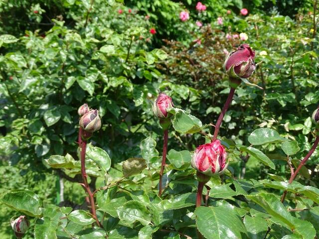Rosenblüte Volksgarten Wien
