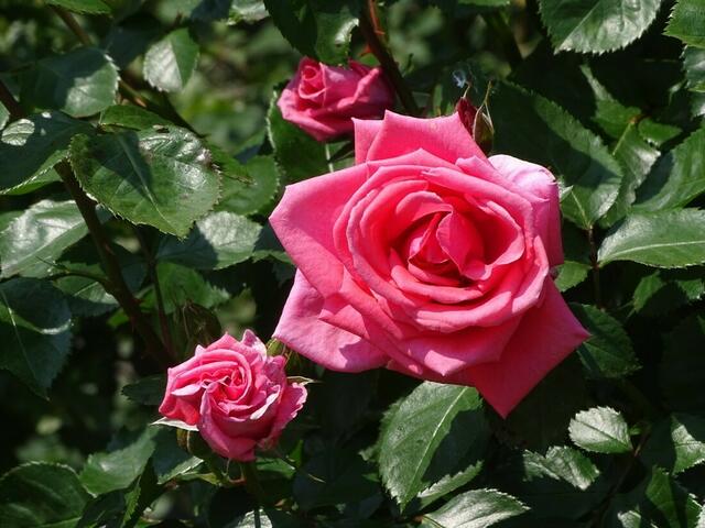 Rosenblüte Volksgarten Wien