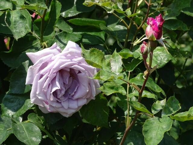 Rosenblüte Volksgarten Wien