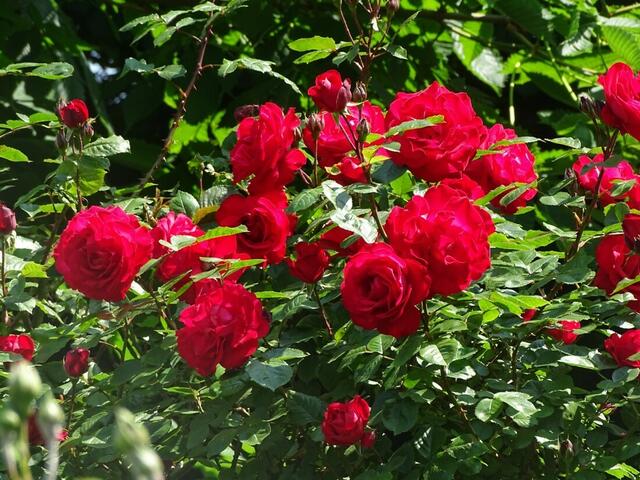 Rosenblüte Volksgarten Wien