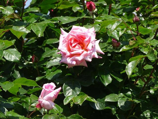 Rosenblüte Volksgarten Wien