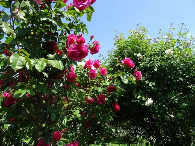 Rosenblüte Volksgarten Wien