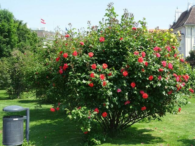 Rosenblüte Volksgarten Wien