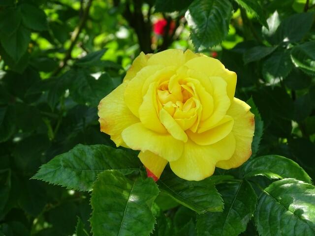 Rosenblüte Volksgarten Wien