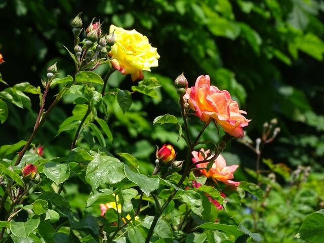 Rosenblüte Volksgarten Wien