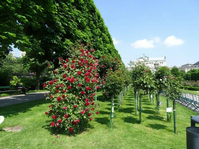 Rosenblüte Volksgarten Wien
