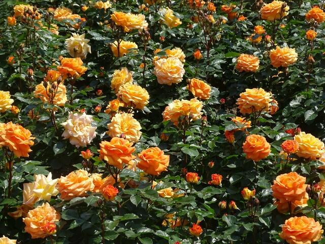 Rosenblüte Volksgarten Wien