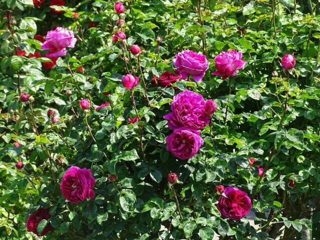 Rosenblüte Volksgarten Wien